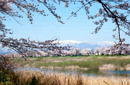 �S�^�P�O���ΐ�Sakura