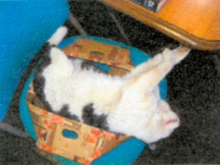 �l�R���̂P