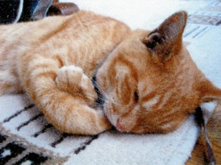 �l�R���̂Q